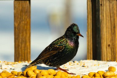 Bir Avrupa Sığırcığı dağınık yerfıstıklarının arasında duruyor, parlak tüyleri yeşil ve mor renklerle parıldıyor. Kuşun ayrıntılı tüyleri ve zıt sarı yer fıstıkları büyüleyici bir şey yaratır.