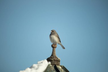 Koyu renk gözlü bir Junco, ahşap bir direğe tünemiş, parlak mavi bir zemin üzerinde. Kuşun ayrıntılı tüyleri ve çarpıcı renk kontrastı büyüleyici bir vahşi yaşam görüntüsü oluşturuyor..