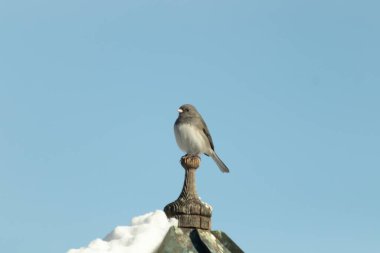 Koyu renk gözlü bir Junco, ahşap bir direğe tünemiş, parlak mavi bir zemin üzerinde. Kuşun ayrıntılı tüyleri ve çarpıcı renk kontrastı büyüleyici bir vahşi yaşam görüntüsü oluşturuyor..