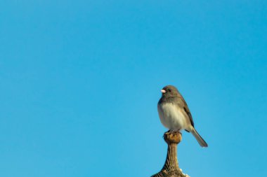 Koyu renk gözlü bir Junco, ahşap bir direğe tünemiş, parlak mavi bir zemin üzerinde. Kuşun ayrıntılı tüyleri ve çarpıcı renk kontrastı büyüleyici bir vahşi yaşam görüntüsü oluşturuyor..
