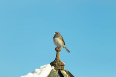 Koyu renk gözlü bir Junco, ahşap bir direğe tünemiş, parlak mavi bir zemin üzerinde. Kuşun ayrıntılı tüyleri ve çarpıcı renk kontrastı büyüleyici bir vahşi yaşam görüntüsü oluşturuyor..