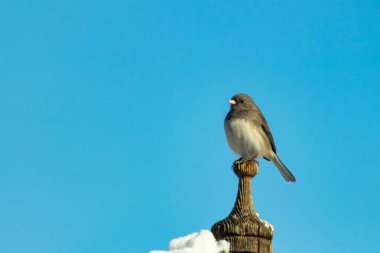 Koyu renk gözlü bir Junco, ahşap bir direğe tünemiş, parlak mavi bir zemin üzerinde. Kuşun ayrıntılı tüyleri ve çarpıcı renk kontrastı büyüleyici bir vahşi yaşam görüntüsü oluşturuyor..
