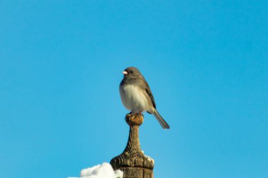 Koyu renk gözlü bir Junco, ahşap bir direğe tünemiş, parlak mavi bir zemin üzerinde. Kuşun ayrıntılı tüyleri ve çarpıcı renk kontrastı büyüleyici bir vahşi yaşam görüntüsü oluşturuyor..