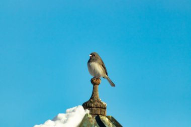 Koyu renk gözlü bir Junco, ahşap bir direğe tünemiş, parlak mavi bir zemin üzerinde. Kuşun ayrıntılı tüyleri ve çarpıcı renk kontrastı büyüleyici bir vahşi yaşam görüntüsü oluşturuyor..