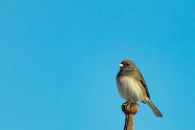 Koyu renk gözlü bir Junco, ahşap bir direğe tünemiş, parlak mavi bir zemin üzerinde. Kuşun ayrıntılı tüyleri ve çarpıcı renk kontrastı büyüleyici bir vahşi yaşam görüntüsü oluşturuyor..