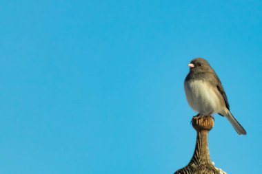 Koyu renk gözlü bir Junco, ahşap bir direğe tünemiş, parlak mavi bir zemin üzerinde. Kuşun ayrıntılı tüyleri ve çarpıcı renk kontrastı büyüleyici bir vahşi yaşam görüntüsü oluşturuyor..