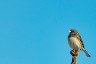 Koyu renk gözlü bir Junco, ahşap bir direğe tünemiş, parlak mavi bir zemin üzerinde. Kuşun ayrıntılı tüyleri ve çarpıcı renk kontrastı büyüleyici bir vahşi yaşam görüntüsü oluşturuyor..