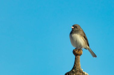 Koyu renk gözlü bir Junco, ahşap bir direğe tünemiş, parlak mavi bir zemin üzerinde. Kuşun ayrıntılı tüyleri ve çarpıcı renk kontrastı büyüleyici bir vahşi yaşam görüntüsü oluşturuyor..