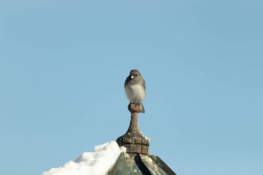 Koyu renk gözlü bir Junco, ahşap bir direğe tünemiş, parlak mavi bir zemin üzerinde. Kuşun ayrıntılı tüyleri ve çarpıcı renk kontrastı büyüleyici bir vahşi yaşam görüntüsü oluşturuyor..