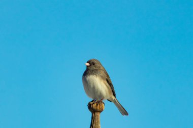 Koyu renk gözlü bir Junco, ahşap bir direğe tünemiş, parlak mavi bir zemin üzerinde. Kuşun ayrıntılı tüyleri ve çarpıcı renk kontrastı büyüleyici bir vahşi yaşam görüntüsü oluşturuyor..