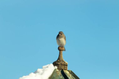 Koyu renk gözlü bir Junco, ahşap bir direğe tünemiş, parlak mavi bir zemin üzerinde. Kuşun ayrıntılı tüyleri ve çarpıcı renk kontrastı büyüleyici bir vahşi yaşam görüntüsü oluşturuyor..