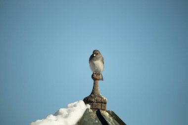 Koyu renk gözlü bir Junco, ahşap bir direğe tünemiş, parlak mavi bir zemin üzerinde. Kuşun ayrıntılı tüyleri ve çarpıcı renk kontrastı büyüleyici bir vahşi yaşam görüntüsü oluşturuyor..