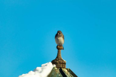 Koyu renk gözlü bir Junco, ahşap bir direğe tünemiş, parlak mavi bir zemin üzerinde. Kuşun ayrıntılı tüyleri ve çarpıcı renk kontrastı büyüleyici bir vahşi yaşam görüntüsü oluşturuyor..