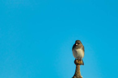 Koyu renk gözlü bir Junco, ahşap bir direğe tünemiş, parlak mavi bir zemin üzerinde. Kuşun ayrıntılı tüyleri ve çarpıcı renk kontrastı büyüleyici bir vahşi yaşam görüntüsü oluşturuyor..