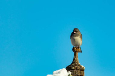 Koyu renk gözlü bir Junco, ahşap bir direğe tünemiş, parlak mavi bir zemin üzerinde. Kuşun ayrıntılı tüyleri ve çarpıcı renk kontrastı büyüleyici bir vahşi yaşam görüntüsü oluşturuyor..