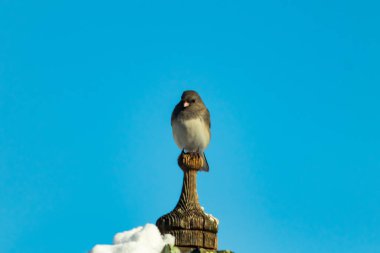 Koyu renk gözlü bir Junco, ahşap bir direğe tünemiş, parlak mavi bir zemin üzerinde. Kuşun ayrıntılı tüyleri ve çarpıcı renk kontrastı büyüleyici bir vahşi yaşam görüntüsü oluşturuyor..