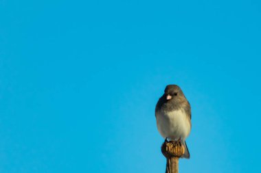 Koyu renk gözlü bir Junco, ahşap bir direğe tünemiş, parlak mavi bir zemin üzerinde. Kuşun ayrıntılı tüyleri ve çarpıcı renk kontrastı büyüleyici bir vahşi yaşam görüntüsü oluşturuyor..