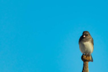 Koyu renk gözlü bir Junco, ahşap bir direğe tünemiş, parlak mavi bir zemin üzerinde. Kuşun ayrıntılı tüyleri ve çarpıcı renk kontrastı büyüleyici bir vahşi yaşam görüntüsü oluşturuyor..