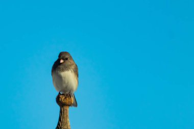 Koyu renk gözlü bir Junco, ahşap bir direğe tünemiş, parlak mavi bir zemin üzerinde. Kuşun ayrıntılı tüyleri ve çarpıcı renk kontrastı büyüleyici bir vahşi yaşam görüntüsü oluşturuyor..