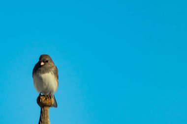 Koyu renk gözlü bir Junco, ahşap bir direğe tünemiş, parlak mavi bir zemin üzerinde. Kuşun ayrıntılı tüyleri ve çarpıcı renk kontrastı büyüleyici bir vahşi yaşam görüntüsü oluşturuyor..
