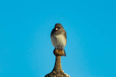 Koyu renk gözlü bir Junco, ahşap bir direğe tünemiş, parlak mavi bir zemin üzerinde. Kuşun ayrıntılı tüyleri ve çarpıcı renk kontrastı büyüleyici bir vahşi yaşam görüntüsü oluşturuyor..