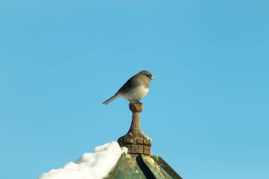 Koyu renk gözlü bir Junco, ahşap bir direğe tünemiş, parlak mavi bir zemin üzerinde. Kuşun ayrıntılı tüyleri ve çarpıcı renk kontrastı büyüleyici bir vahşi yaşam görüntüsü oluşturuyor..