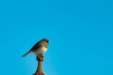 Koyu renk gözlü bir Junco, ahşap bir direğe tünemiş, parlak mavi bir zemin üzerinde. Kuşun ayrıntılı tüyleri ve çarpıcı renk kontrastı büyüleyici bir vahşi yaşam görüntüsü oluşturuyor..