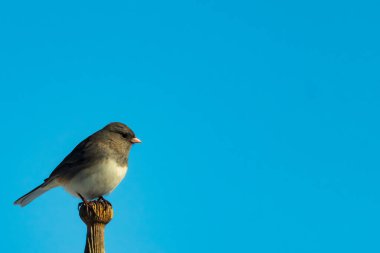 Koyu renk gözlü bir Junco, ahşap bir direğe tünemiş, parlak mavi bir zemin üzerinde. Kuşun ayrıntılı tüyleri ve çarpıcı renk kontrastı büyüleyici bir vahşi yaşam görüntüsü oluşturuyor..