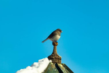 Koyu renk gözlü bir Junco, ahşap bir direğe tünemiş, parlak mavi bir zemin üzerinde. Kuşun ayrıntılı tüyleri ve çarpıcı renk kontrastı büyüleyici bir vahşi yaşam görüntüsü oluşturuyor..