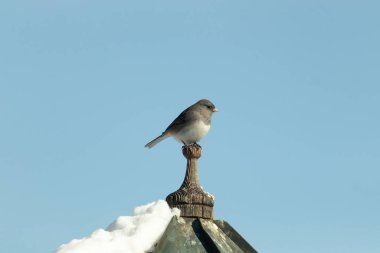 Koyu renk gözlü bir Junco, ahşap bir direğe tünemiş, parlak mavi bir zemin üzerinde. Kuşun ayrıntılı tüyleri ve çarpıcı renk kontrastı büyüleyici bir vahşi yaşam görüntüsü oluşturuyor..