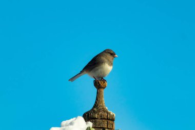 Koyu renk gözlü bir Junco, ahşap bir direğe tünemiş, parlak mavi bir zemin üzerinde. Kuşun ayrıntılı tüyleri ve çarpıcı renk kontrastı büyüleyici bir vahşi yaşam görüntüsü oluşturuyor..