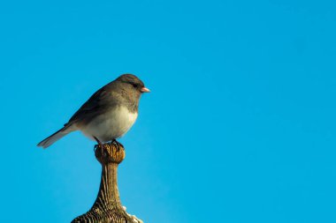Koyu renk gözlü bir Junco, ahşap bir direğe tünemiş, parlak mavi bir zemin üzerinde. Kuşun ayrıntılı tüyleri ve çarpıcı renk kontrastı büyüleyici bir vahşi yaşam görüntüsü oluşturuyor..