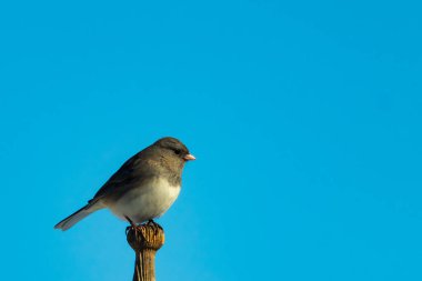 Koyu renk gözlü bir Junco, ahşap bir direğe tünemiş, parlak mavi bir zemin üzerinde. Kuşun ayrıntılı tüyleri ve çarpıcı renk kontrastı büyüleyici bir vahşi yaşam görüntüsü oluşturuyor..