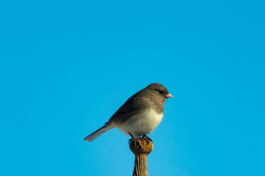 Koyu renk gözlü bir Junco, ahşap bir direğe tünemiş, parlak mavi bir zemin üzerinde. Kuşun ayrıntılı tüyleri ve çarpıcı renk kontrastı büyüleyici bir vahşi yaşam görüntüsü oluşturuyor..