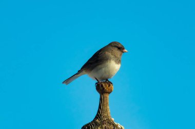 Koyu renk gözlü bir Junco, ahşap bir direğe tünemiş, parlak mavi bir zemin üzerinde. Kuşun ayrıntılı tüyleri ve çarpıcı renk kontrastı büyüleyici bir vahşi yaşam görüntüsü oluşturuyor..