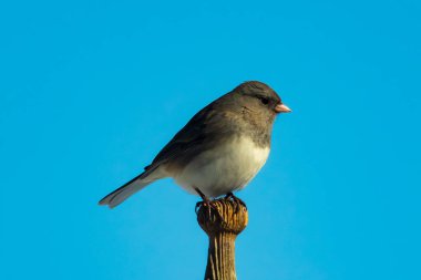 Koyu renk gözlü bir Junco, ahşap bir direğe tünemiş, parlak mavi bir zemin üzerinde. Kuşun ayrıntılı tüyleri ve çarpıcı renk kontrastı büyüleyici bir vahşi yaşam görüntüsü oluşturuyor..