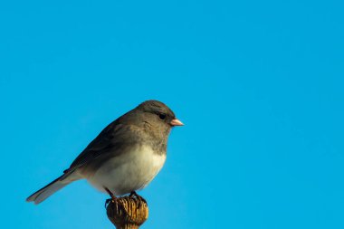 Koyu renk gözlü bir Junco, ahşap bir direğe tünemiş, parlak mavi bir zemin üzerinde. Kuşun ayrıntılı tüyleri ve çarpıcı renk kontrastı büyüleyici bir vahşi yaşam görüntüsü oluşturuyor..