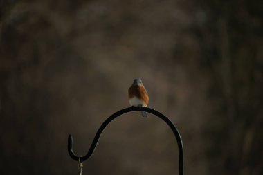Canlı bir Doğu Mavi Kuş, siyah metal bir halkanın üzerine tünemiş, mavi kafası ve turuncu göğsü yumuşak, bulanık bir arkaplan ile çelişiyor. Büyüleyici bir vahşi yaşam portresi..