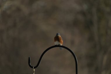Canlı bir Doğu Mavi Kuş, siyah metal bir halkanın üzerine tünemiş, mavi kafası ve turuncu göğsü yumuşak, bulanık bir arkaplan ile çelişiyor. Büyüleyici bir vahşi yaşam portresi..