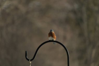Canlı bir Doğu Mavi Kuş, siyah metal bir halkanın üzerine tünemiş, mavi kafası ve turuncu göğsü yumuşak, bulanık bir arkaplan ile çelişiyor. Büyüleyici bir vahşi yaşam portresi..