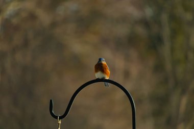 Canlı bir Doğu Mavi Kuş, siyah metal bir halkanın üzerine tünemiş, mavi kafası ve turuncu göğsü yumuşak, bulanık bir arkaplan ile çelişiyor. Büyüleyici bir vahşi yaşam portresi..