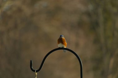 Canlı bir Doğu Mavi Kuş, siyah metal bir halkanın üzerine tünemiş, mavi kafası ve turuncu göğsü yumuşak, bulanık bir arkaplan ile çelişiyor. Büyüleyici bir vahşi yaşam portresi..