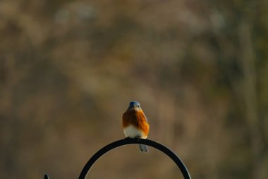 Canlı bir Doğu Mavi Kuş, siyah metal bir halkanın üzerine tünemiş, mavi kafası ve turuncu göğsü yumuşak, bulanık bir arkaplan ile çelişiyor. Büyüleyici bir vahşi yaşam portresi..