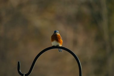 Canlı bir Doğu Mavi Kuş, siyah metal bir halkanın üzerine tünemiş, mavi kafası ve turuncu göğsü yumuşak, bulanık bir arkaplan ile çelişiyor. Büyüleyici bir vahşi yaşam portresi..