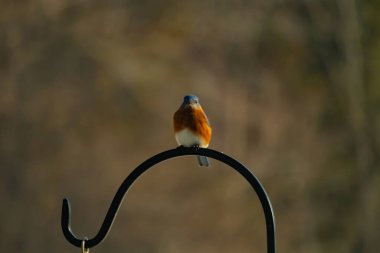 Canlı bir Doğu Mavi Kuş, siyah metal bir halkanın üzerine tünemiş, mavi kafası ve turuncu göğsü yumuşak, bulanık bir arkaplan ile çelişiyor. Büyüleyici bir vahşi yaşam portresi..