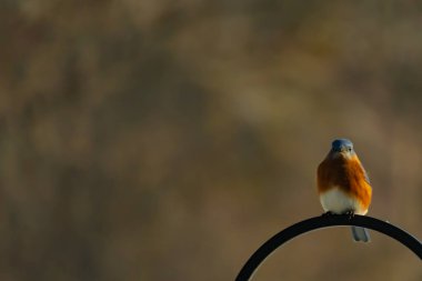 Canlı bir Doğu Mavi Kuş, siyah metal bir halkanın üzerine tünemiş, mavi kafası ve turuncu göğsü yumuşak, bulanık bir arkaplan ile çelişiyor. Büyüleyici bir vahşi yaşam portresi..
