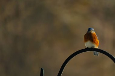 Canlı bir Doğu Mavi Kuş, siyah metal bir halkanın üzerine tünemiş, mavi kafası ve turuncu göğsü yumuşak, bulanık bir arkaplan ile çelişiyor. Büyüleyici bir vahşi yaşam portresi..