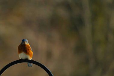 Canlı bir Doğu Mavi Kuş, siyah metal bir halkanın üzerine tünemiş, mavi kafası ve turuncu göğsü yumuşak, bulanık bir arkaplan ile çelişiyor. Büyüleyici bir vahşi yaşam portresi..
