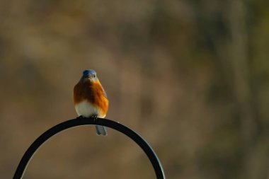 Canlı bir Doğu Mavi Kuş, siyah metal bir halkanın üzerine tünemiş, mavi kafası ve turuncu göğsü yumuşak, bulanık bir arkaplan ile çelişiyor. Büyüleyici bir vahşi yaşam portresi..