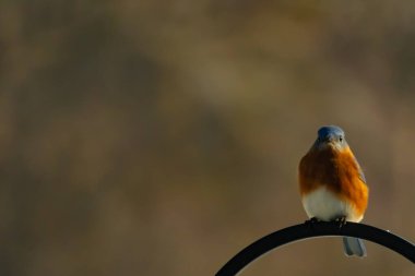 Canlı bir Doğu Mavi Kuş, siyah metal bir halkanın üzerine tünemiş, mavi kafası ve turuncu göğsü yumuşak, bulanık bir arkaplan ile çelişiyor. Büyüleyici bir vahşi yaşam portresi..